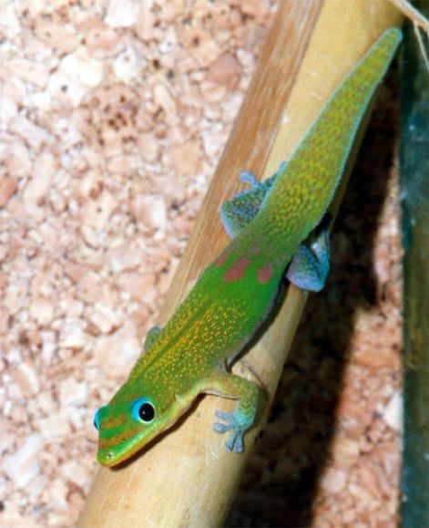 488px-phelsuma_l._laticauda.jpg