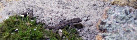 cosymbotus_platyurus_novendek.jpg