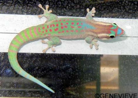 phelsuma-ornata.jpg